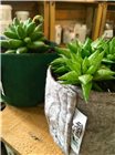Pot géotextile gris spécial succulentes 12,7x7,62 cm 1,5 litre